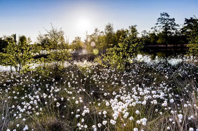 Wollgrasblüte Pietzmoor Lüneburger Heide
